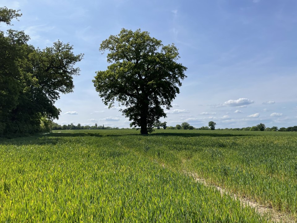 Green field with a tree in a rural landscape