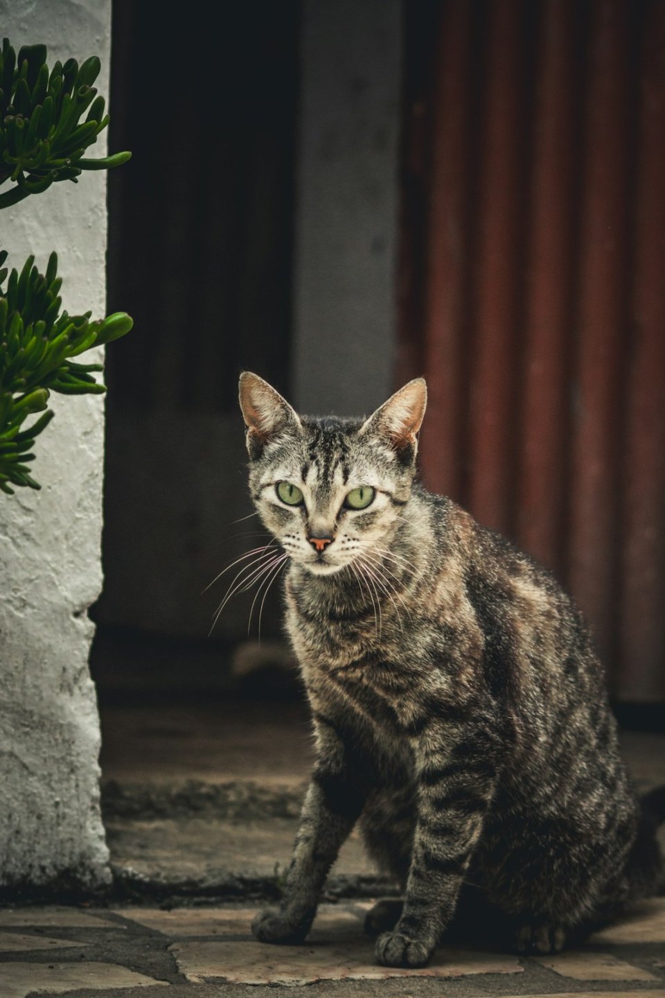 A tabby cat looking at the camera
