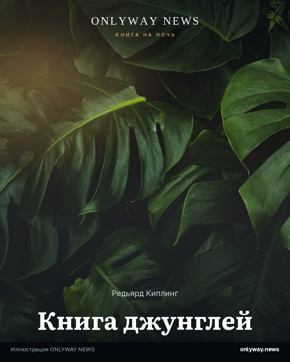 Джунглевая листва ночью — обложка выпуска «Книга на ночь»