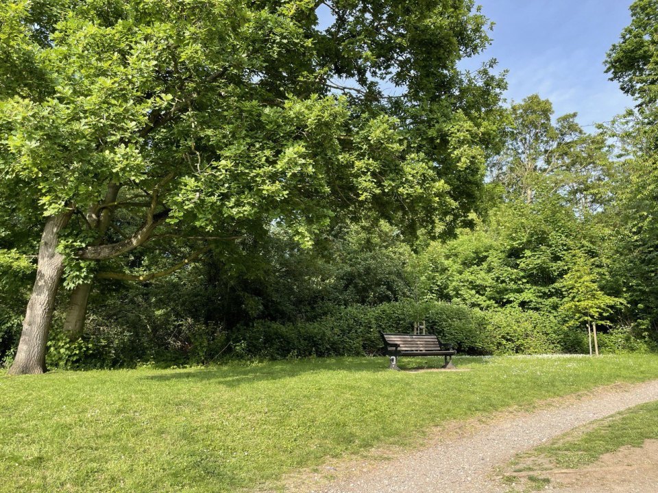 A bench in a London park in summer, lawn and trees