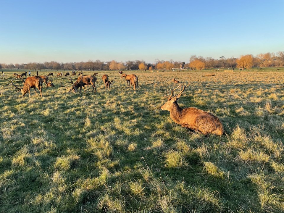 Wild deer in Richmond Park in autumn