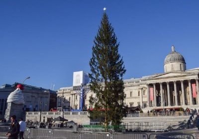 Норвегия собирается прислать Лондону новую рождественскую елку