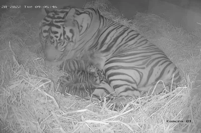 Суматранские тигрята, находящиеся под угрозой исчезновения, родились в Лондонском зоопарке.