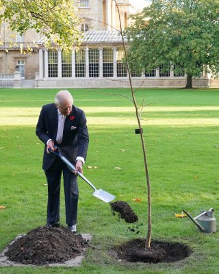 После приема Его Величество посадил липу в саду Букингемского дворца - новое дополнение к Зеленому навесу Королевы.